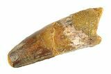 Fossil Spinosaurus Tooth - Real Dinosaur Tooth #354725-1